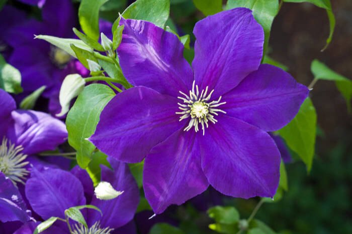 Wie Sie Ihre Clematis überwintern Tipps für den Garten Pineca.de