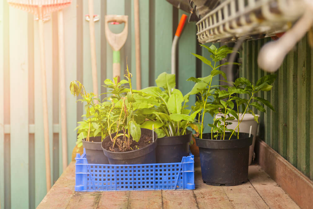 Ein-Gartenhaus-der-Überwinterung-frostempfindlicher-Kübelpflanzen-helfen