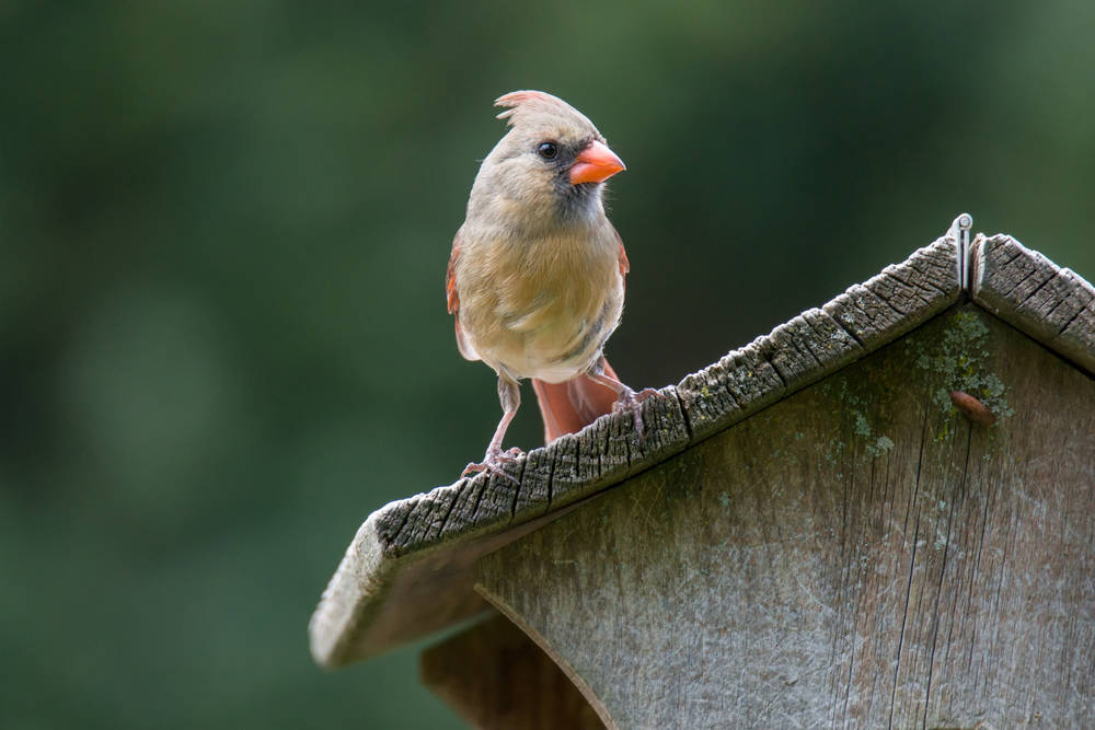 Vögel-beim-Gartenhaus