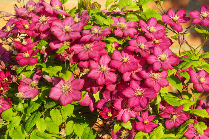 Viticella Wie Sie Ihre Clematis überwintern