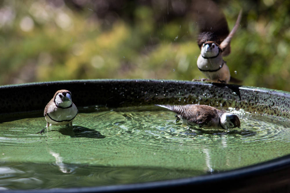 Vogelbad-beim-Gartenhaus