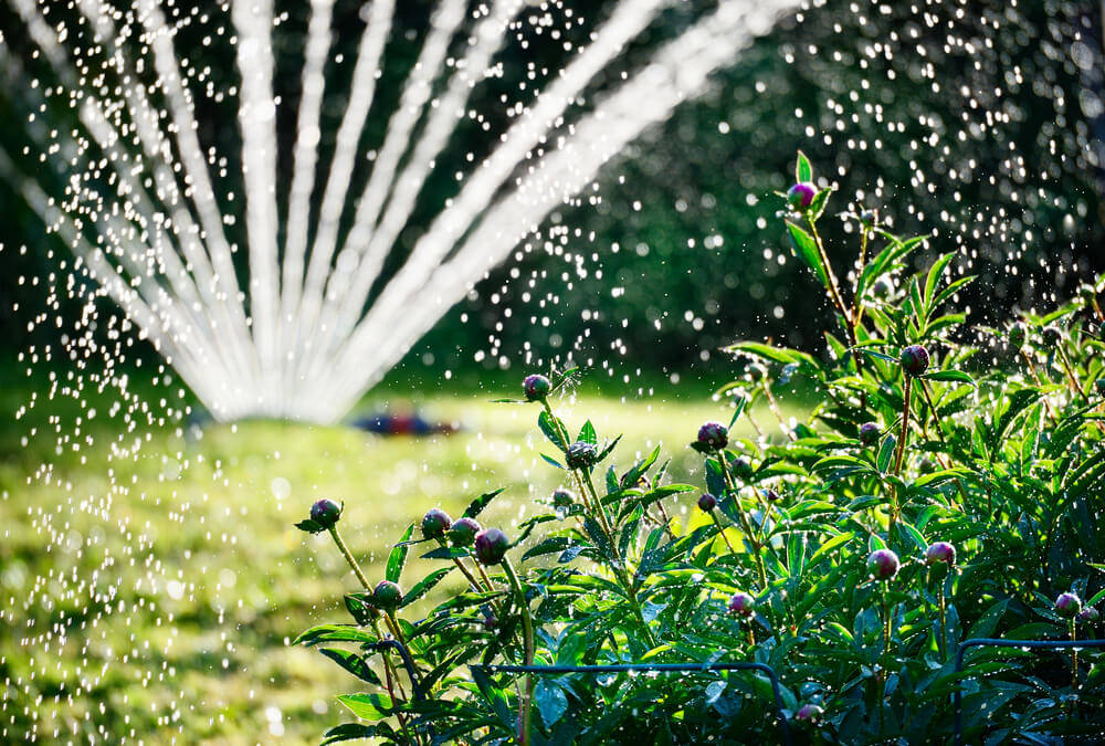 Pflege-des-Gartens-im-Sommer