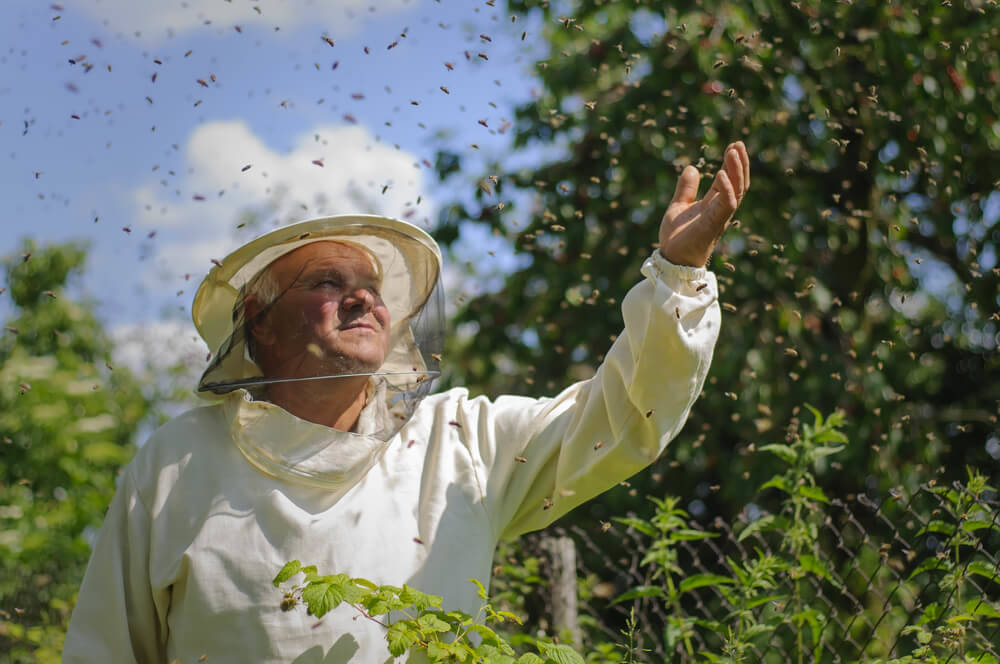 Bienenrassen-sind-meist-so-sanftmütig-gartenhauser
