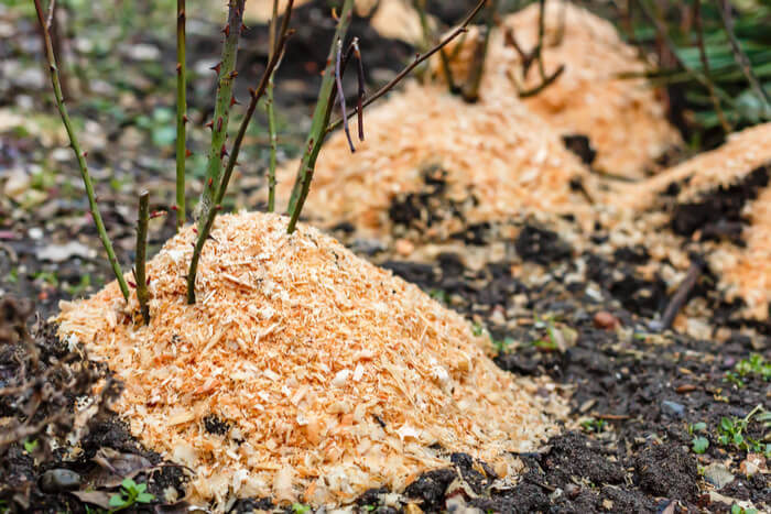 Pflanzen vor Frost in Matten aus Filz oder Holz schützen.