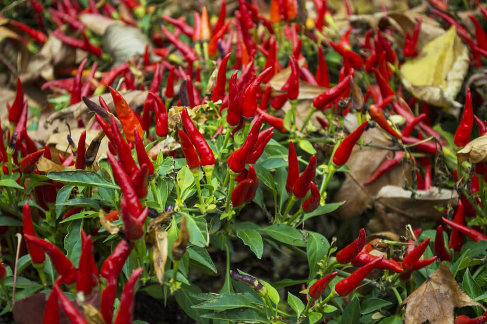 Chilis-gartenhaus-aus-holz