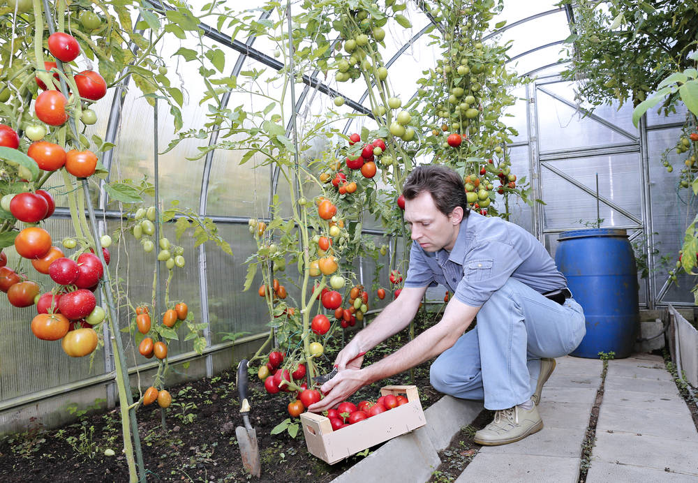 Ernte-von-Tomaten-am-Gartenhaus