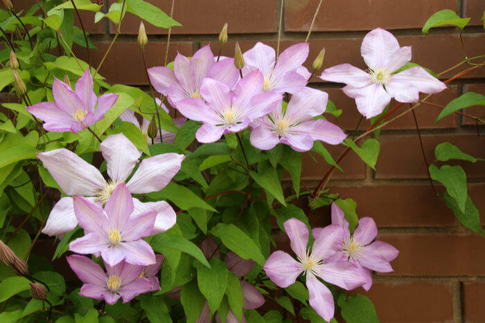 Wie Sie Ihre Clematis überwintern 2