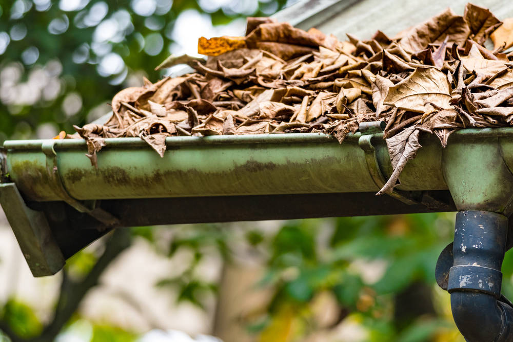Blätter-auf-dem-Dach-im-Gartenhaus