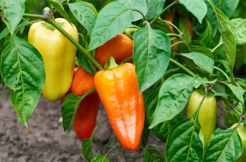 Paprika-und-Chilis-gartenhaus-aus-holz