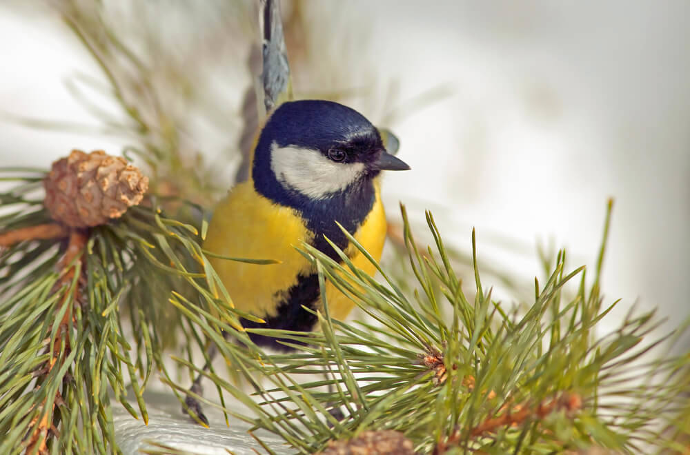 Vogelfutter-behängt-werden-gartenhaus (1)