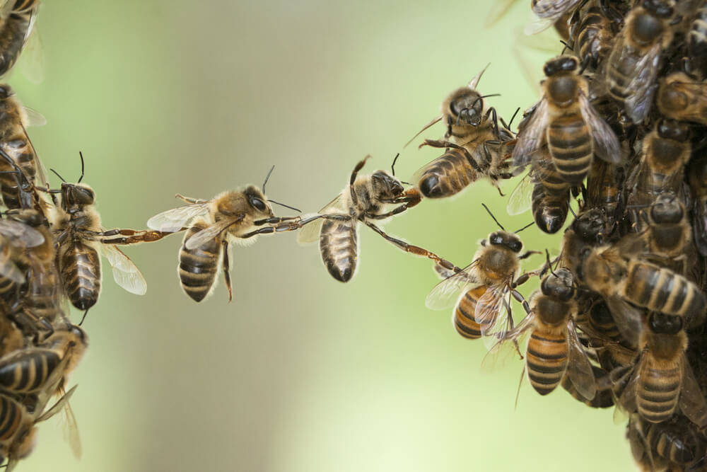 Die-Königin-fliegt-gartenhauser