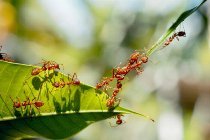 Ameisen-im-Garten