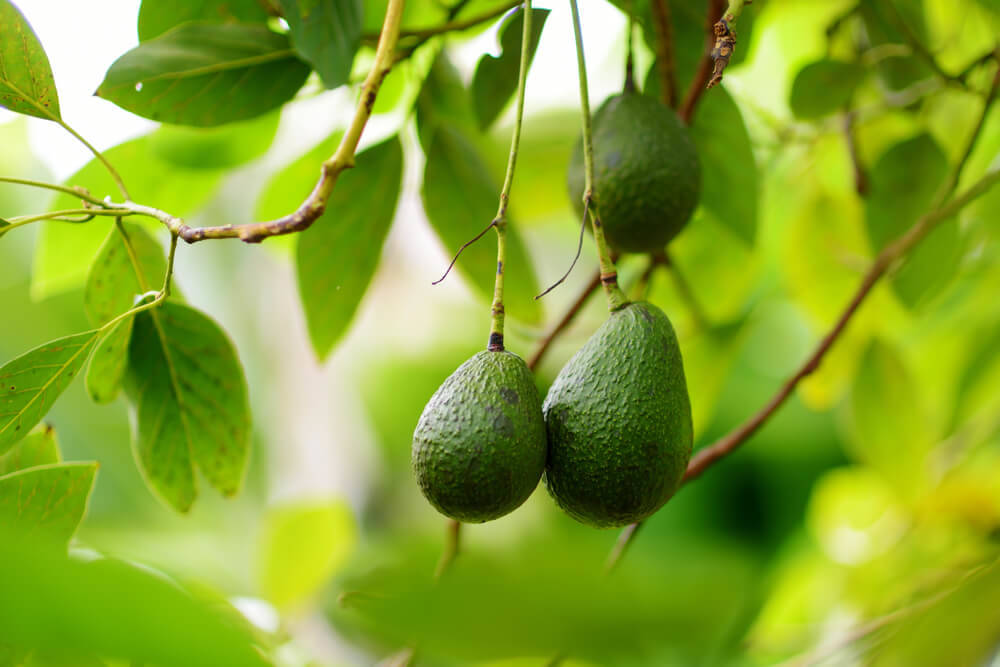 Avocados-blockbohlenhaus