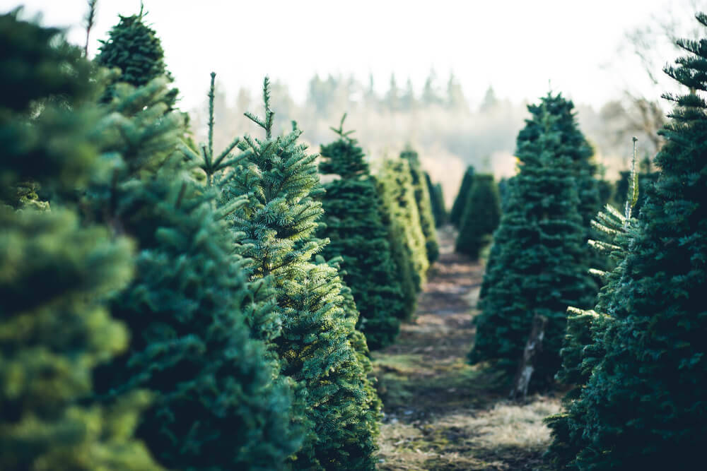 Weihnachtsbaum-noch-nutzen-gartenhaus