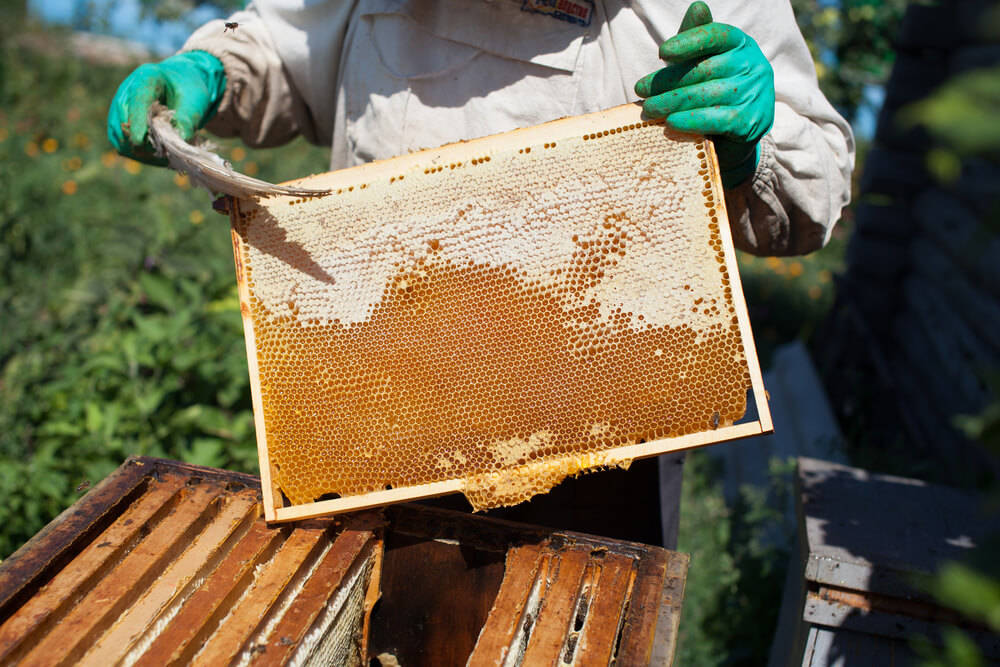 Bienen-dann-ihre-Waben-bauen-gartenhauser