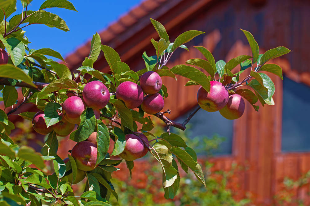 Apfelbaum-am-Gartenhaus